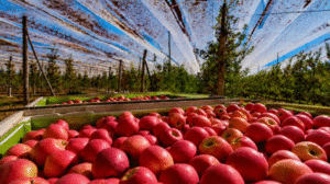 Llega Zenitsu al Alto Valle: la herramienta que promete transformar la producción de peras y manzanas