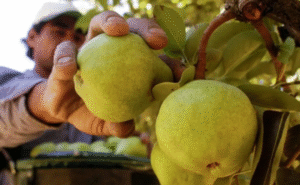 Neuquén destina más de 6 millones para indemnizar a productores afectados por el granizo