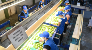 Las exportaciones de Río Negro cayeron un 18% en lo que va de 2026, pese al liderazgo de la fruta