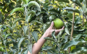 Presentaron al sector frutícola el proyecto de ley para proteger las tierras productivas bajo riego en Neuquén
