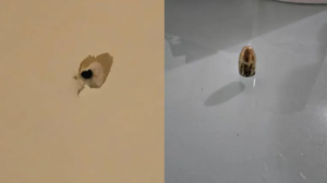 Una bala perdida atravesó el techo de una casa en Neuquén durante los festejos por Argentina