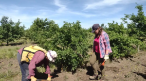 Río Negro busca identificar nuevas zonas aptas para producir trufas