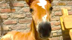 Indignación en Cipolletti: encontraron descuartizados a dos caballos que habían desaparecido de una chacra