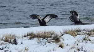 Libertad en la cordillera: tres cóndores andinos volvieron a volar en Dina Huapi tras un operativo de rescate