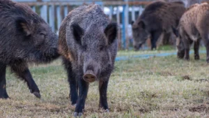Río Negro busca habilitar la venta de carne de jabalí y guanaco en comercios y restaurantes