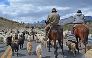 Convocan a elecciones para renovar los representantes de los crianceros trashumantes en Neuquén