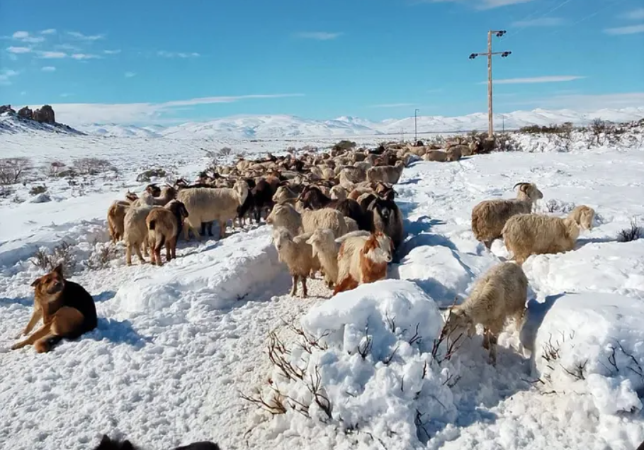 La nieve golpeó al sector ganadero de Neuquén: hay pérdidas de animales y productores que necesitan asistencia