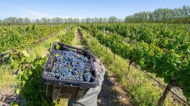 Día Mundial del Pinot Noir: Neuquén impulsa una ley para reconocerlo como cepa provincial