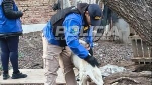 Crueldad animal en Neuquén: rescataron a un perro en grave estado de desnutrición durante un allanamiento