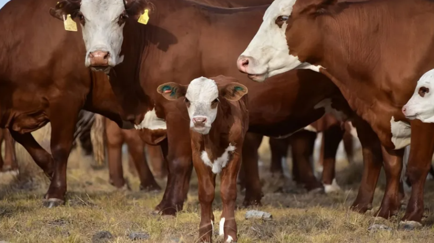 Tecnología para el campo: Altec prueba un sistema de monitoreo ganadero pensado para la Patagonia