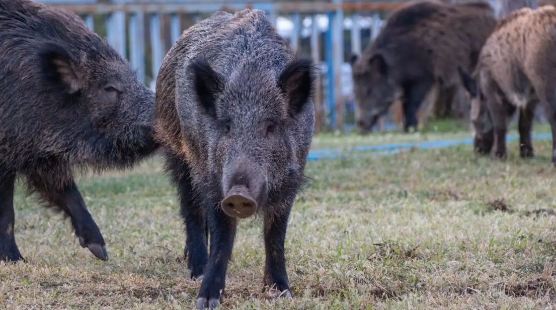 Nuevas reglas para producir en Río Negro: modernizaron las leyes de Marcas y Señales, Fauna y Carnes Nuevas reglas para producir en Río Negro: modernizaron las leyes de Marcas y Señales, Fauna y Carnes