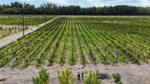 La vitivinicultura de Río Negro mira al exterior y suma inversiones en nuevos viñedos