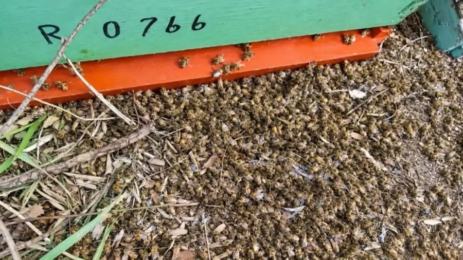 Tragedia ambiental en el Alto Valle: murieron 9 millones de abejas y sospechan del uso indebido de agroquímicos
