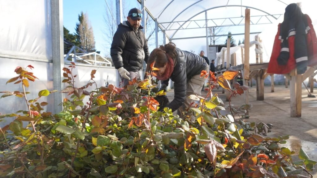 Primavera: Bariloche suma 1.700 rosales para vestir de color la ciudad