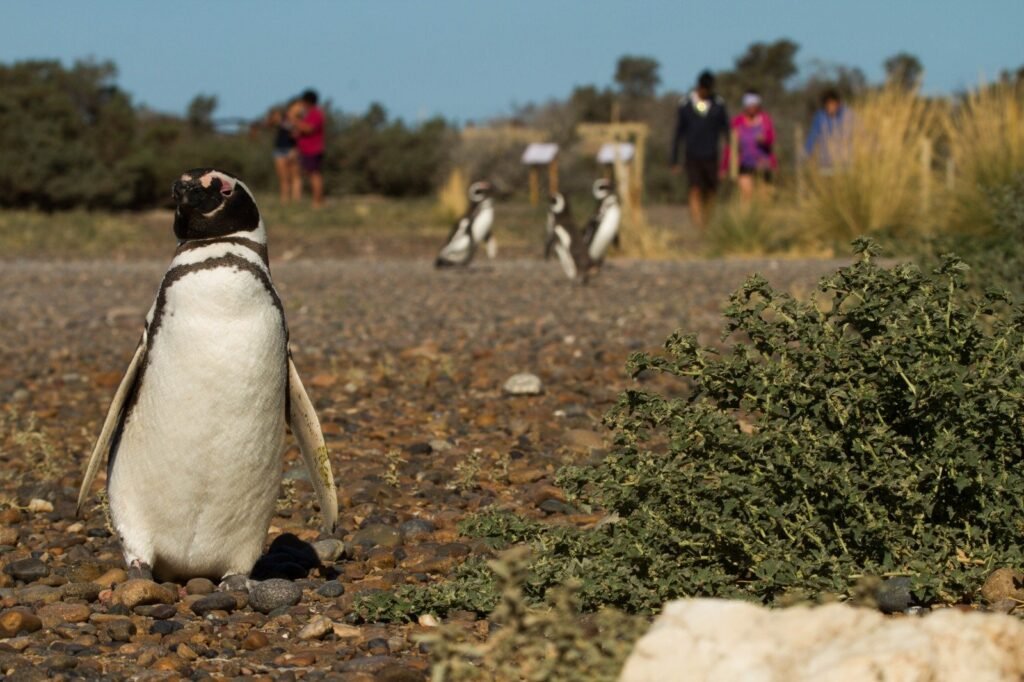 Torres inauguró la Temporada de Pingüinos de Magallanes y destacó la renovación de Punta Tombo