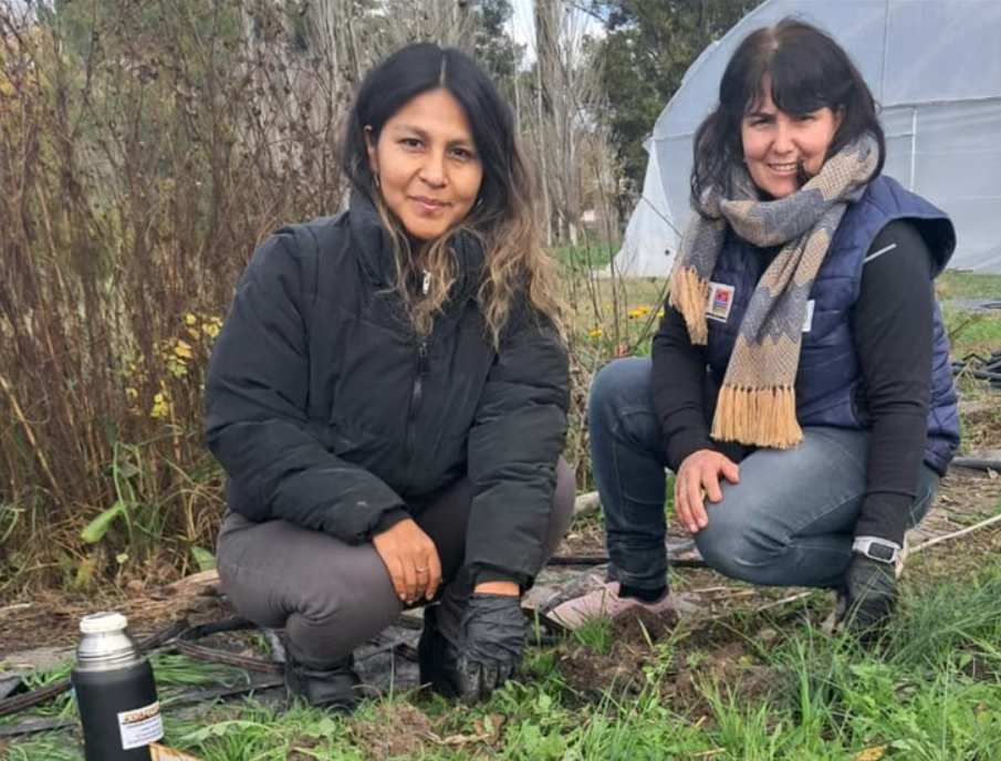 El INTA y la UNCo evalúan si el azafrán puede convertirse en una nueva producción del Valle Inferior de Río Negro