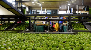 Peras y manzanas del Alto Valle: cayeron las exportaciones y la industria ganó participación en 2026