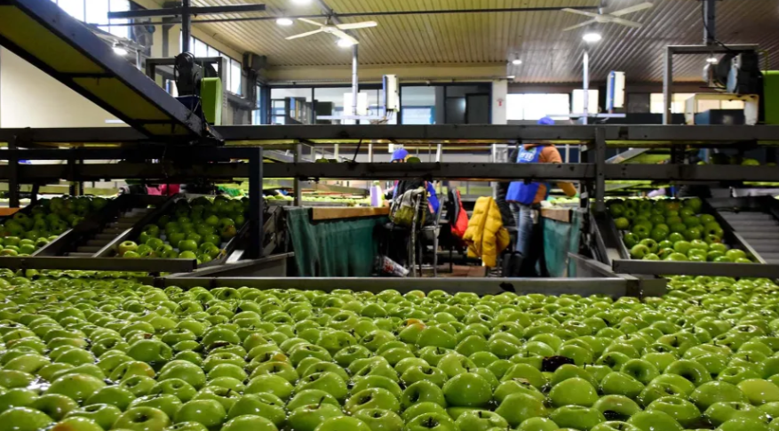 Peras y manzanas del Alto Valle: cayeron las exportaciones y la industria ganó participación en 2026