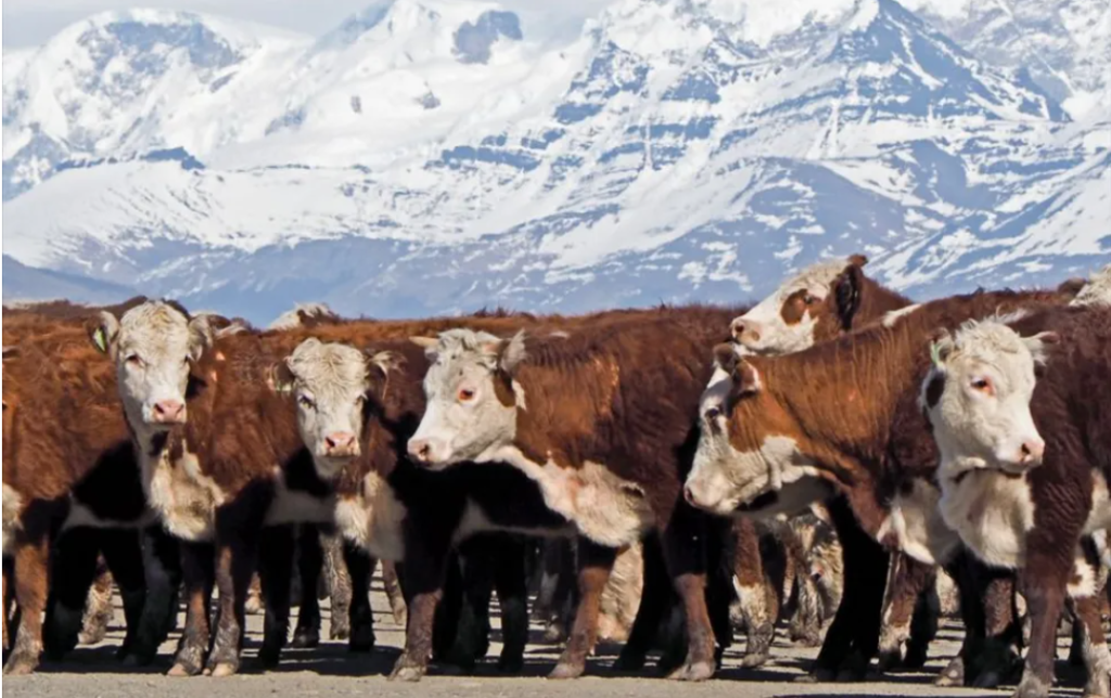 Neuquén pagará hasta 0.000 por animal en el nuevo programa de refugo ganadero