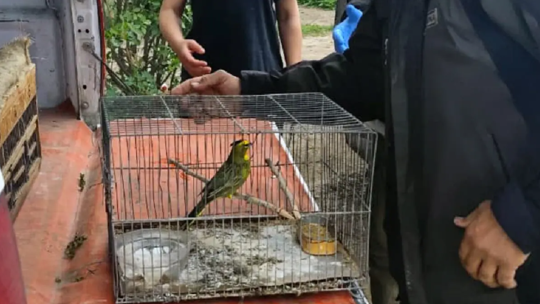 Río Colorado: rescataron un cardenal amarillo, un ave en peligro de extinción que estaba en cautiverio