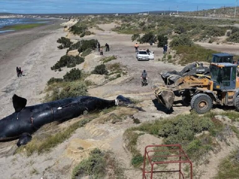Alerta en la Patagonia: Greenpeace vincula las muertes masivas de ballenas en Chubut con la actividad industrial