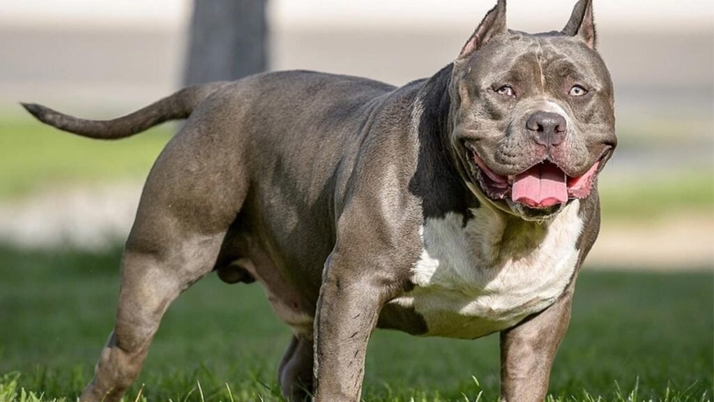 Dos vecinos fueron considerados responsables por una pelea entre perros que terminó con dos animales muertos